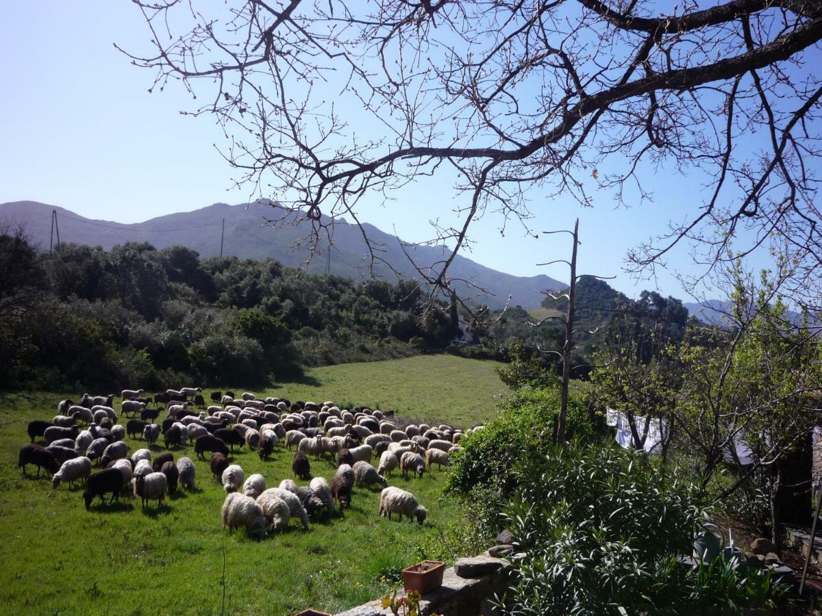 Casta A Camera Di A Vigna المظهر الخارجي الصورة