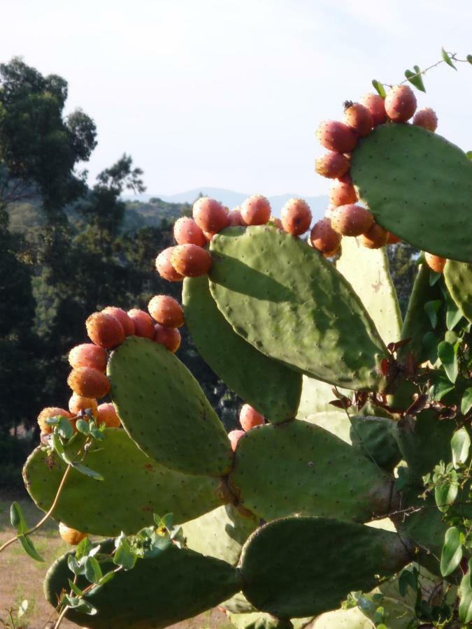 Casta A Camera Di A Vigna المظهر الخارجي الصورة